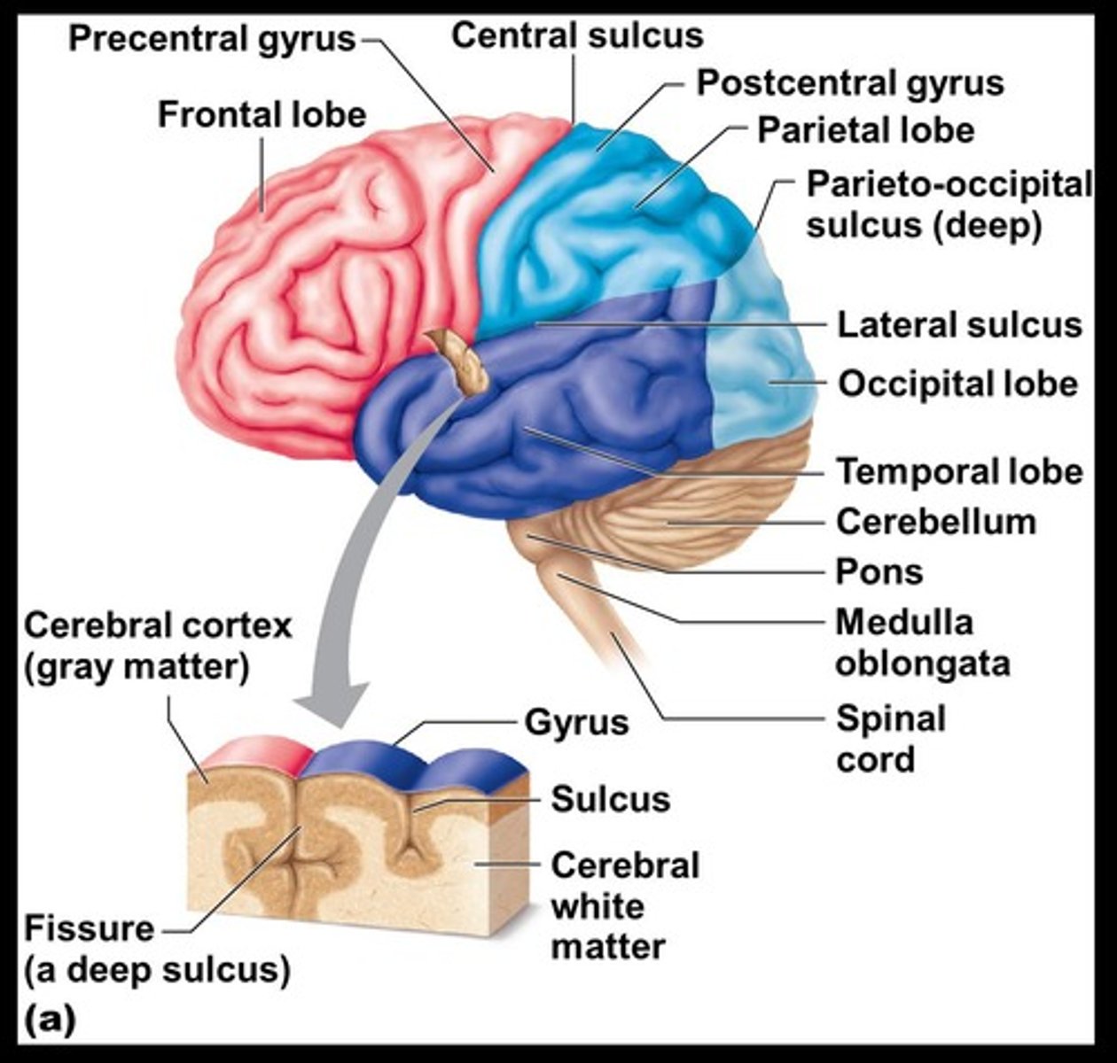 <p>Ridges on the surface of the cerebral hemispheres.</p>