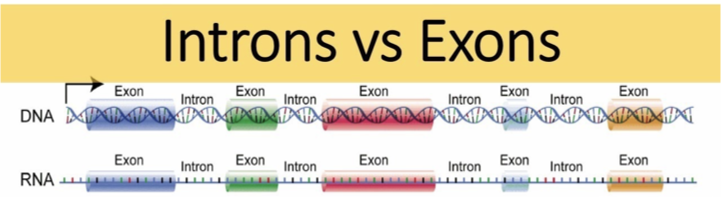 <p>Exons are coding regions of a gene that remain in mRNA; introns are non-coding regions that are removed during RNA processing.</p>