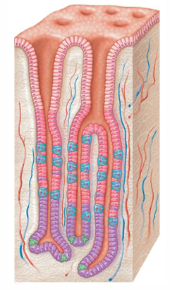 <p>Invaginations (surface folding inward to form a pocket) of epithelium</p>