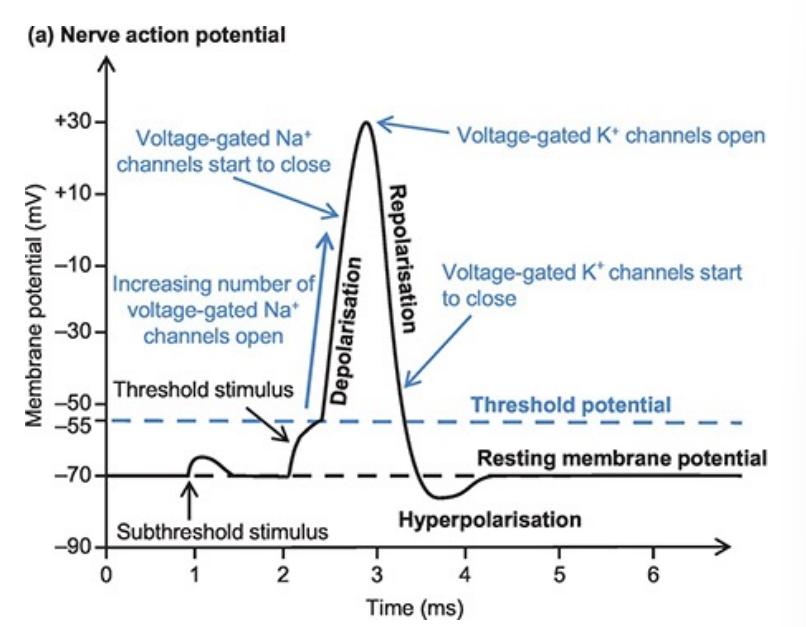 <p><strong>RGC axons</strong> transmit information via <strong>action potentials</strong></p><p><strong>All-or-nothing</strong> spikes of electrical activity</p><ul><li><p>This is in contrast with the graded potentials of the retina</p></li></ul><p>The actual amount of voltage-change, i.e., depolarization, is the same while the number of impulses per second and the distribution of impulses within the axons is the way visual information is carried down the optic nerve</p><p><strong>Resting potential</strong></p><ul><li><p>Potential across the membrane is driven by the concentration of <strong>potassium</strong></p></li><li><p>Concentration are achieved via the Na+ -K+ -ATPase.</p></li><li><p>Small amounts of <strong>leakage </strong>occur constantly</p></li><li><p><strong>High </strong>concentration of <strong>Potassium </strong>[K+] <strong>inside </strong>of axon compared to extracellular</p></li><li><p><strong>Higher </strong>concentration of <strong>Sodium </strong>[NA+] <strong>outside </strong>of axon compared to intracellular</p></li><li><p>Overall, <strong>negative resting potential</strong></p></li></ul><p><strong>Depolarization</strong></p><ul><li><p>Potential across the membrane is driven by the concentration of <strong>sodium</strong></p></li><li><p><strong>Adjacent sections</strong> of the membrane of the axons gets <strong>depolarized</strong></p></li><li><p><strong>Opens</strong> voltage-sensitive <strong>sodium</strong> <strong>channels</strong></p></li><li><p>Rush of <strong>sodium enters the axons</strong> causing it to be <strong>more positive </strong>(depolarized)</p></li><li><p>Each segment in the axons goes through the same process and the action potential travels throughout the axon</p></li></ul><p><strong>Repolarization</strong></p><ul><li><p>Voltage-sensitive <strong>sodium channels close </strong>and a transient opening of voltage-sensitive <strong>potassium channels open</strong></p></li><li><p>The potential is then returned to be weighed by the<strong> potassium equilibrium</strong> and the <strong>resting potential </strong>is <strong>restored</strong></p></li></ul><p><strong>Hyperpolarization</strong></p>