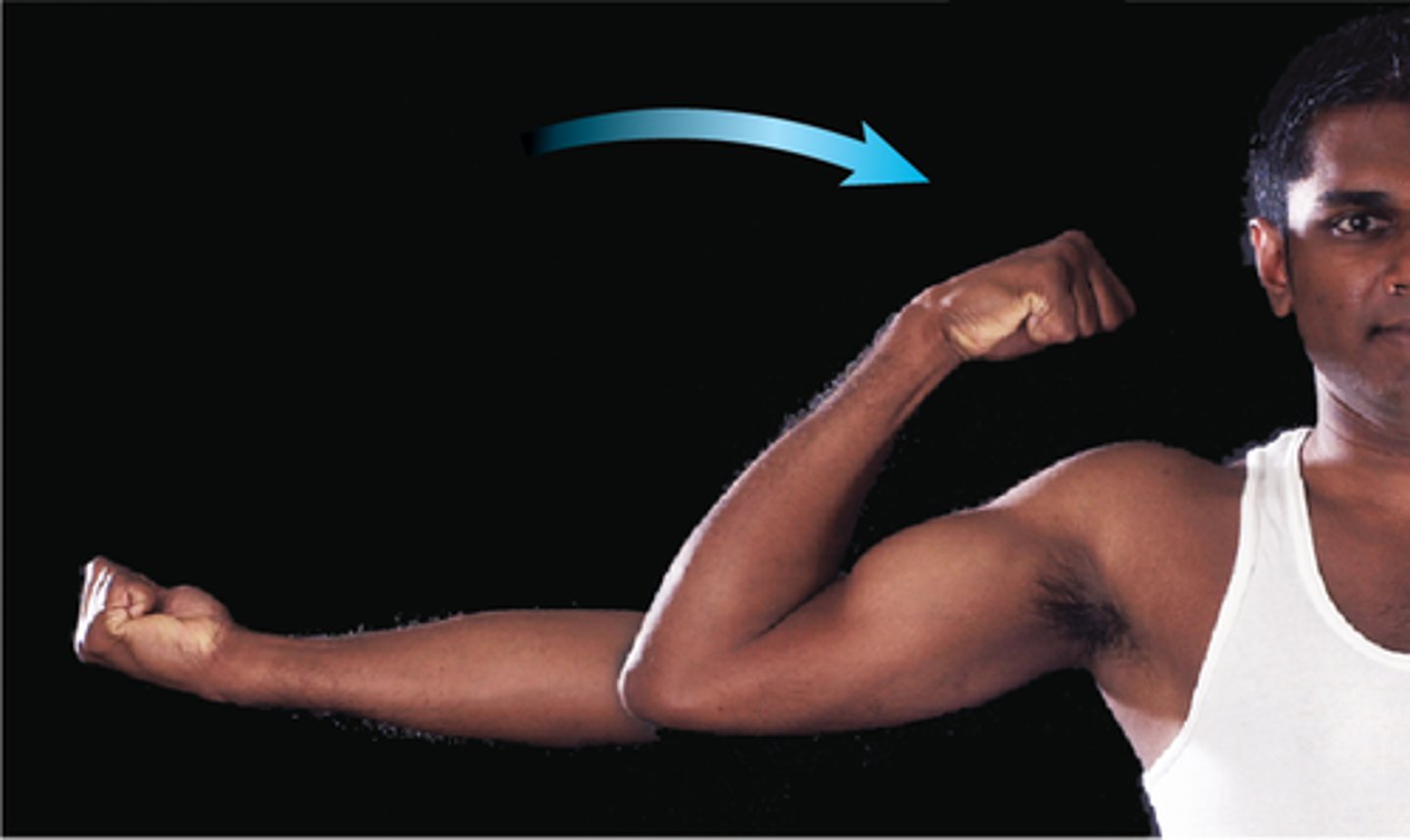 <p>decreases angle joint</p>