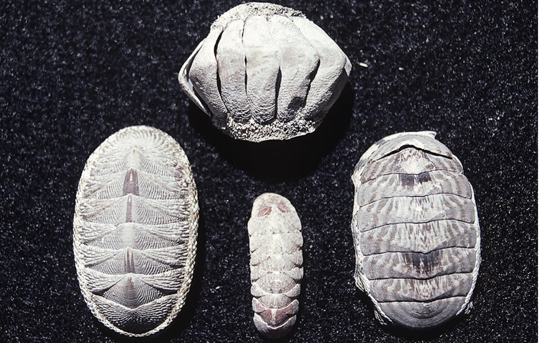 <p>What phylum and class is this organism? What are its habitat and feeding?</p>