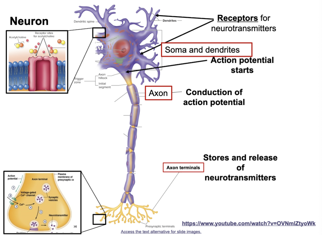 knowt flashcard image
