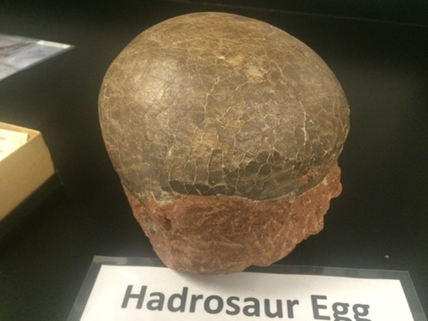 <p>dinosaur egg</p>