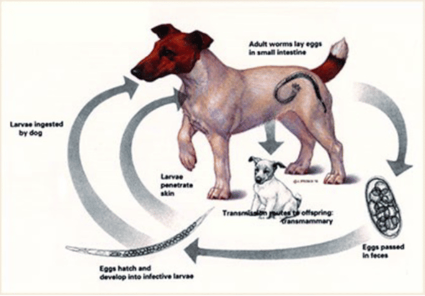 knowt flashcard image