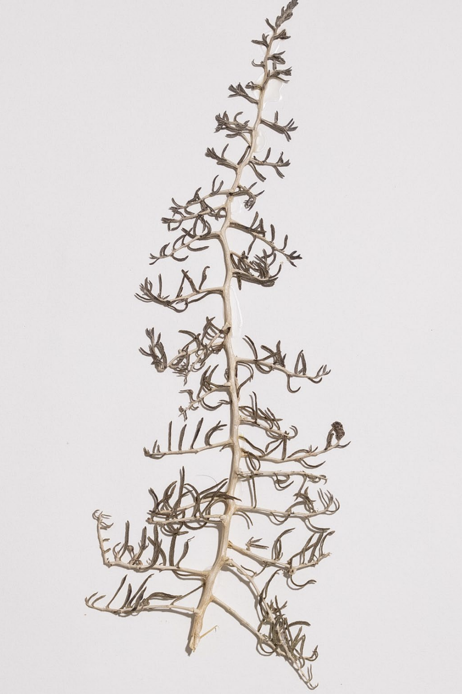 <p>What is this plant’s scientific name?</p>