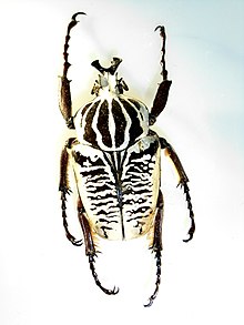 <p>different characteristics from the other members (like the hammer-shaped post-clypeal horns in males.) males: 1.8-2.8 in; females: 1.6-2.0 in. only Goliath beetle found in the subtropics of Africa. taxon has two subspecies. </p>