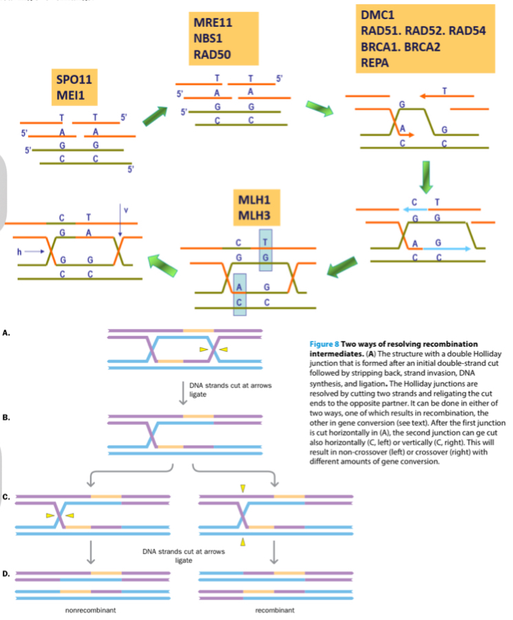 <p>In pachytene of prophase I</p><ol><li><p>Endonuclease create a double-strand break (DSB) at specific chormatid sites</p></li><li><p>A multi-protein exonuclease complex (MNR) digests the ends of the break to leave 3’ overhangs</p></li><li><p>Overhang searches and invades chromatid of homologous structure to create a holliday structure</p></li><li><p>The 3’ are extended by polymerase can result in one of the following</p><ol><li><p>Crossover Gene conversion (recombinant chomatid in which sister chromatid gene was copied and attached to opposite)</p></li><li><p>Crossover w/out gene conversion (recombinant chromatid in which sise chromatid only exchanged starnds, did not copy DNA onto opposite strand)</p></li><li><p>Non-crossover gene conversion (non recombinant in which DNA was copied)</p></li><li><p>Non-crossover w/out gene conversion (non recombinant and no DNA replication)</p></li></ol></li><li><p>Branch migration occurs followe by the resolution of holliday junctions by the cutting og two strands and religating the cut ends to the opposite partner</p></li></ol><p></p>