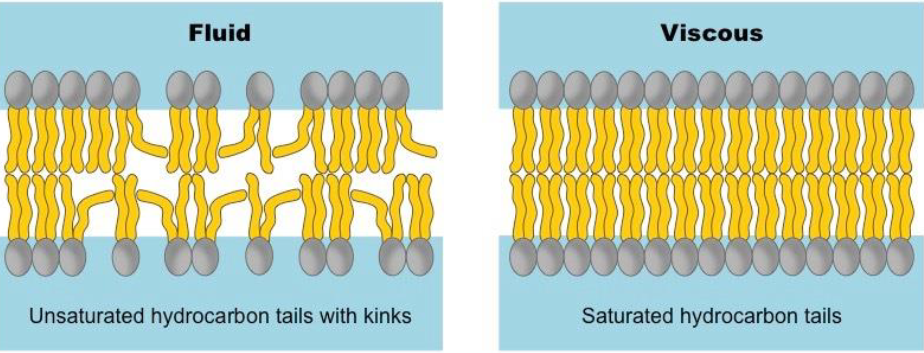 <p>Saturated (more solid; less fluid)</p><p>Unsaturated (more fluid; distribution of unsaturated tails matters too)</p><p>Length of tails</p><p>Cholesterol</p><p></p>