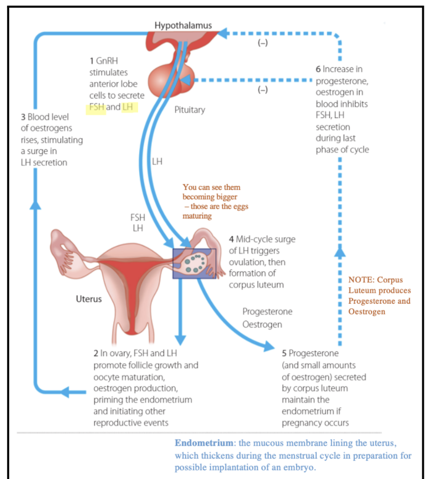 <p>The Hypothalamus (a region of the brain) which acts as a control centre - secreting Gonadotrophic Releasing</p><p>Hormone (GnRH)*.</p><p>GnRH acts on the Pituitary Gland (located in the brain) causing the pituitary gland to secrete other hormones</p><p>which travel through the bloodstream** to the reproductive organs.</p><p>*NOTE: ‘Gonad’ = sex organ</p><p>**Hormones usually use the bloodstream to travel</p><p></p>