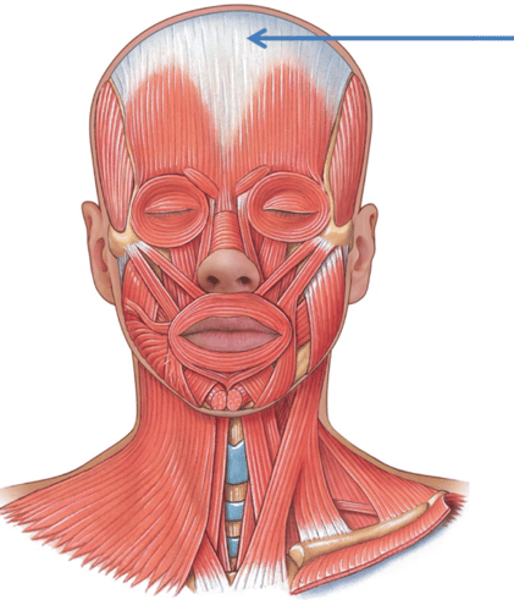 <p>Gray matter, connects all occipitofrontalis</p>
