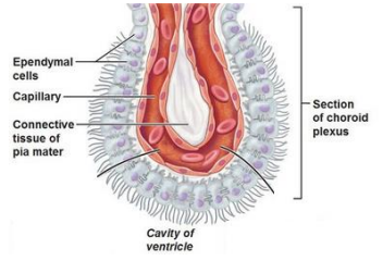 <ul><li><p>cover the ventricles in our brain &amp; the central canal of the spinal cord </p><ul><li><p>protective barrier between brain &amp; cerebrospinal fluid (CSF) </p></li></ul></li><li><p>cover the choroid plexus of each ventricle </p><ul><li><p>Choroid plexus acts as a blood–CSF barrier</p></li></ul></li></ul><p></p>