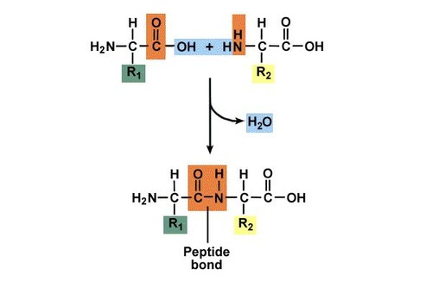 <p>Peptide Bonds (dehydration synthesis creates an H2O)</p><p>Amino acid (hydrogen bond) - Peptide bonds - Protein (polypeptide)</p>