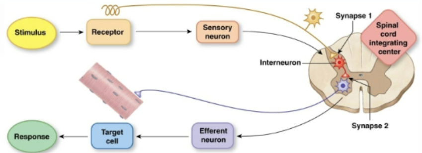 <p>What reflex has two or more synapses?</p>