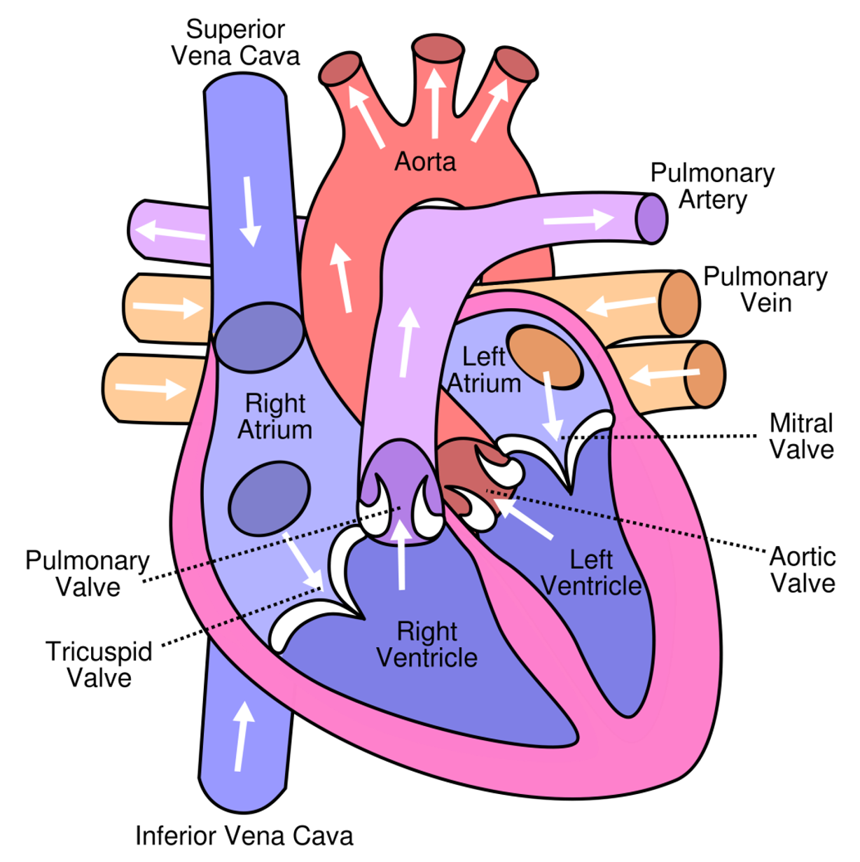 <ol><li><p>Aortic valve - base of the aorta</p></li><li><p>Pulmonary valve - base of the pulmonary trunk</p></li></ol>