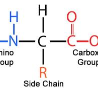 <p>Alpha carbon, Amino group, Hydrogen, Carboxyl group (COOH), Variable R side Chain</p>