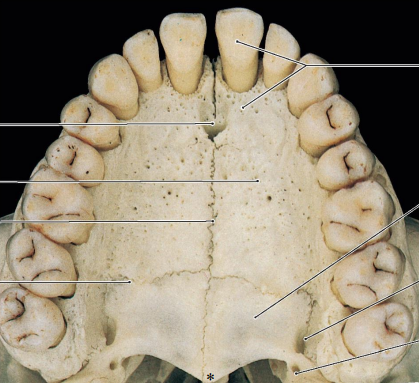 <p>Label the bony palate (including the *)</p>