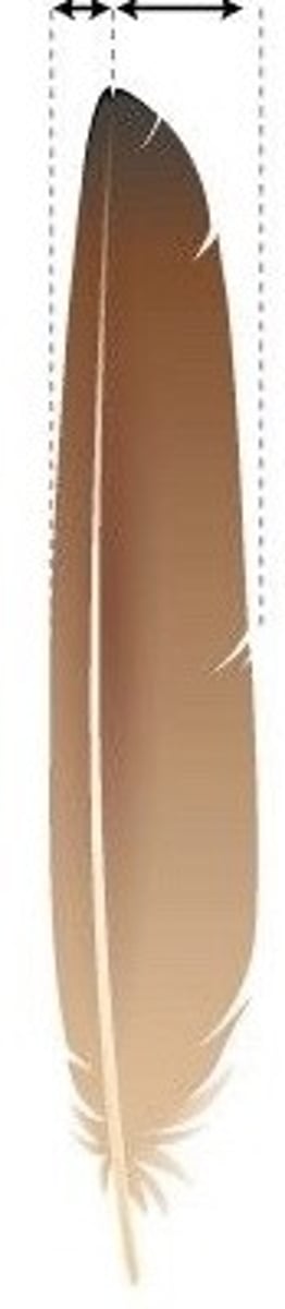 <p>•</p><p>Non-flight contour feathers - cover the outside of the bird, optimize airflow</p><p>•</p><p>Flight feathers - contour feathers extending beyond the body &amp; used in flight (stiff, some asymmetrical)</p>