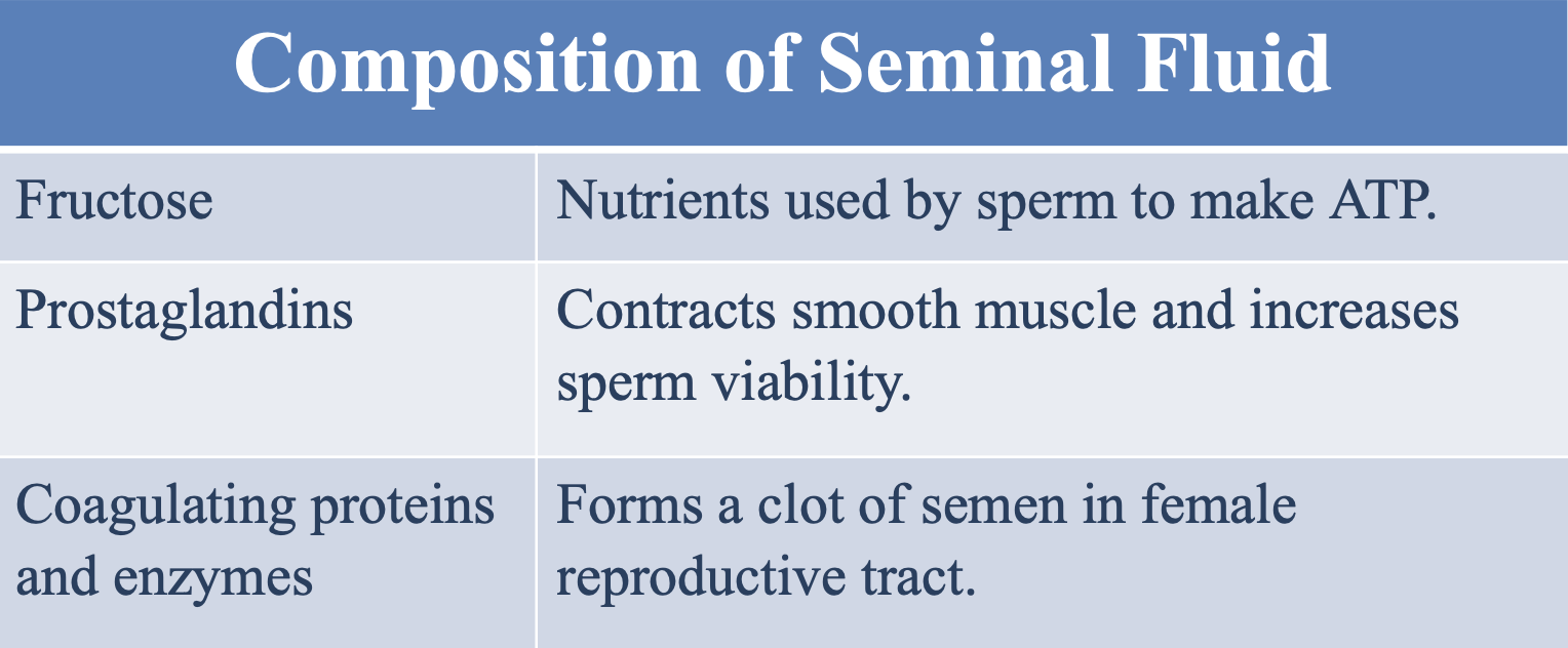<p><strong>Form a clot </strong>of semen in the female reproductive tract</p>
