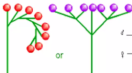 <p><span>Flat or round cluster with central flowers blooming first</span></p>