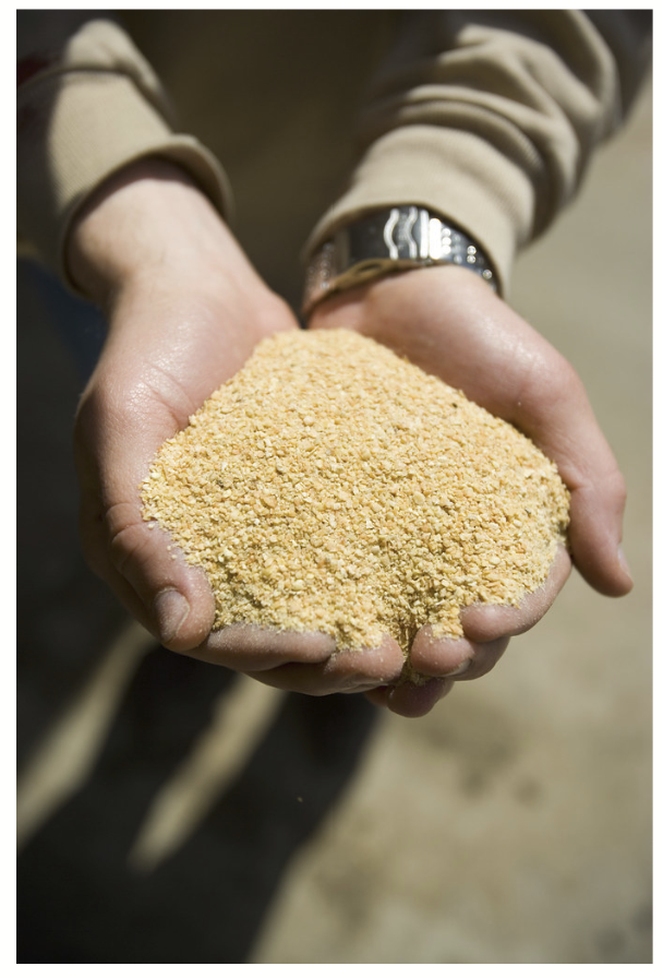 <p><strong><u>8 categories in International Feed Identification System (IFN)</u></strong></p><p>Containing <strong>greater than 20% crude protein (CP)</strong>.</p><ul><li><p>Legume seeds (particularly if legumes have been processed)</p></li><li><p>Dehydrated alfalfa (pellets)</p></li><li><p>Urea, biuret, ammonia</p></li><li><p>Co-products</p><ul><li><p><strong>Soybean meal (VERY GOOD SOURCE OF PROTEIN)</strong></p></li><li><p>Canola meal (common in Western CA)</p></li><li><p>Distillers and brewers grains</p></li></ul></li><li><p>Milk co-products (whey isolate)</p></li><li><p>Animal meals (dog/cat food)</p></li></ul><p></p>