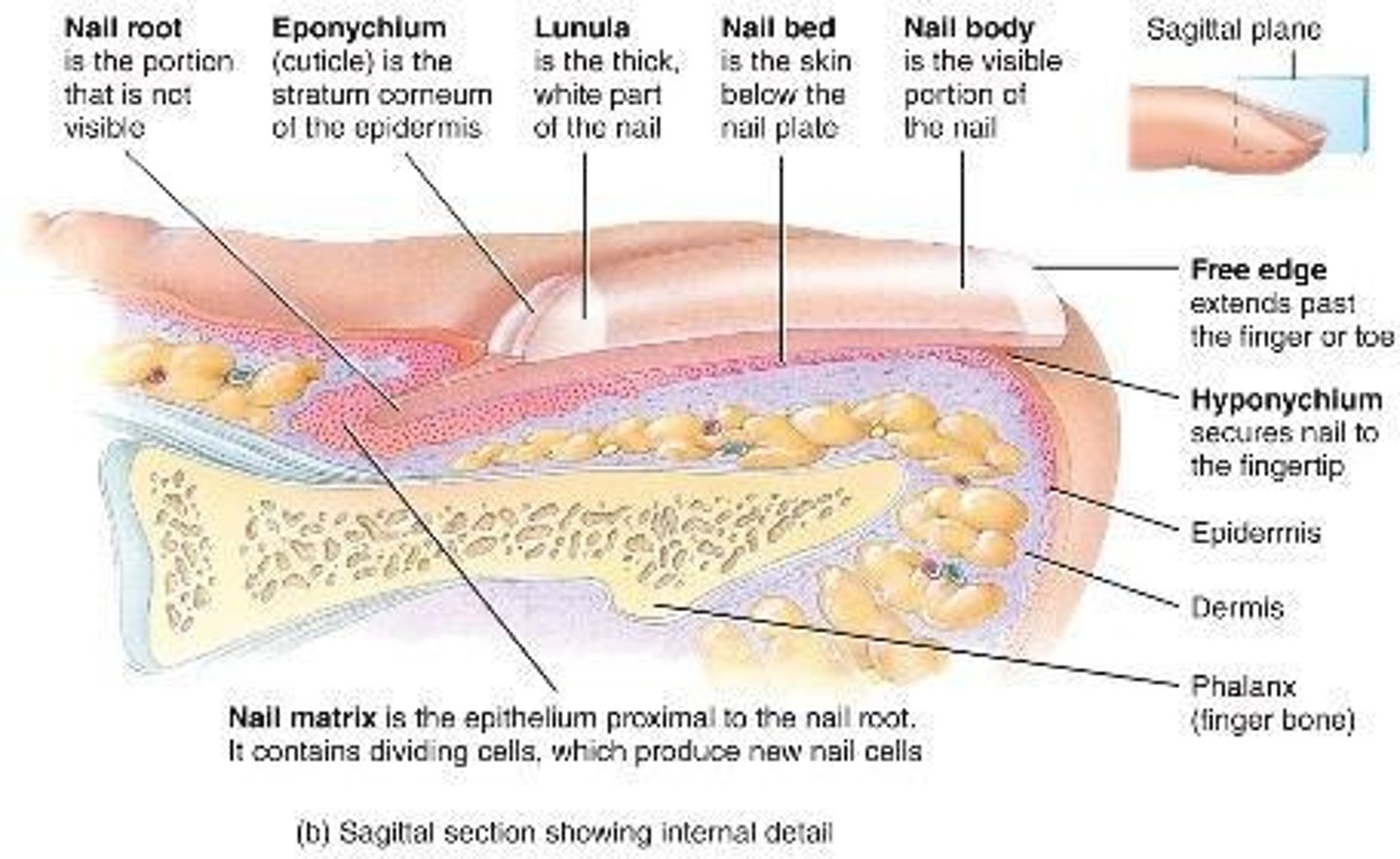 <p>Scale-like modification of epidermis with hard keratin. Protects finger/toe tips. Parts: free edge, nail plate, root. Nail bed = epidermis beneath plate. Nail matrix = growth area. Nail folds = skin overlaps. Cuticle (eponychium). Hyponychium (under free edge). Lunule = white crescent (thickened matrix). Nails appear pink from capillaries.</p>