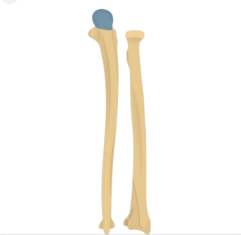 <p>What does this structure correspond with?</p>