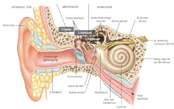 <p>gehoorbeentjes/ gehoorbeenketen:</p><ul><li><p>hamer/ malleus</p></li><li><p>aambeeld/ incus</p></li><li><p>stijgbeugel/ stapes</p></li></ul><p>os temporale</p><p>buis van Eustachius/ tuba auditiva</p><p>cochlea</p><p>ovaal en rond venster</p><p></p>