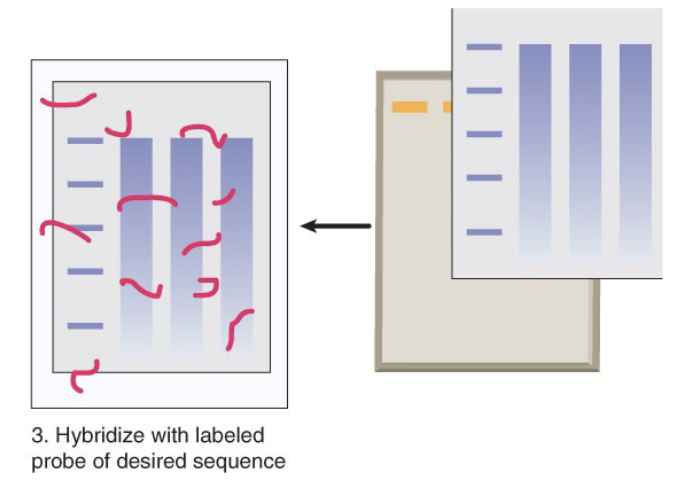 <p>mRNA bound to the membrane is hybridized with a DNA (exon) probe radioactively labeled with 32phosphorus</p>