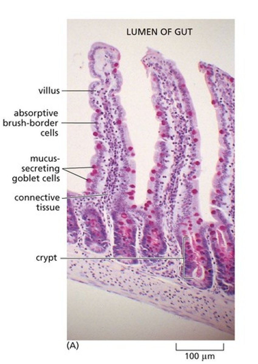 <p>They generate dividing precursor cells that undergo additional divisions before differentiating into absorptive and secretory cell types.</p>
