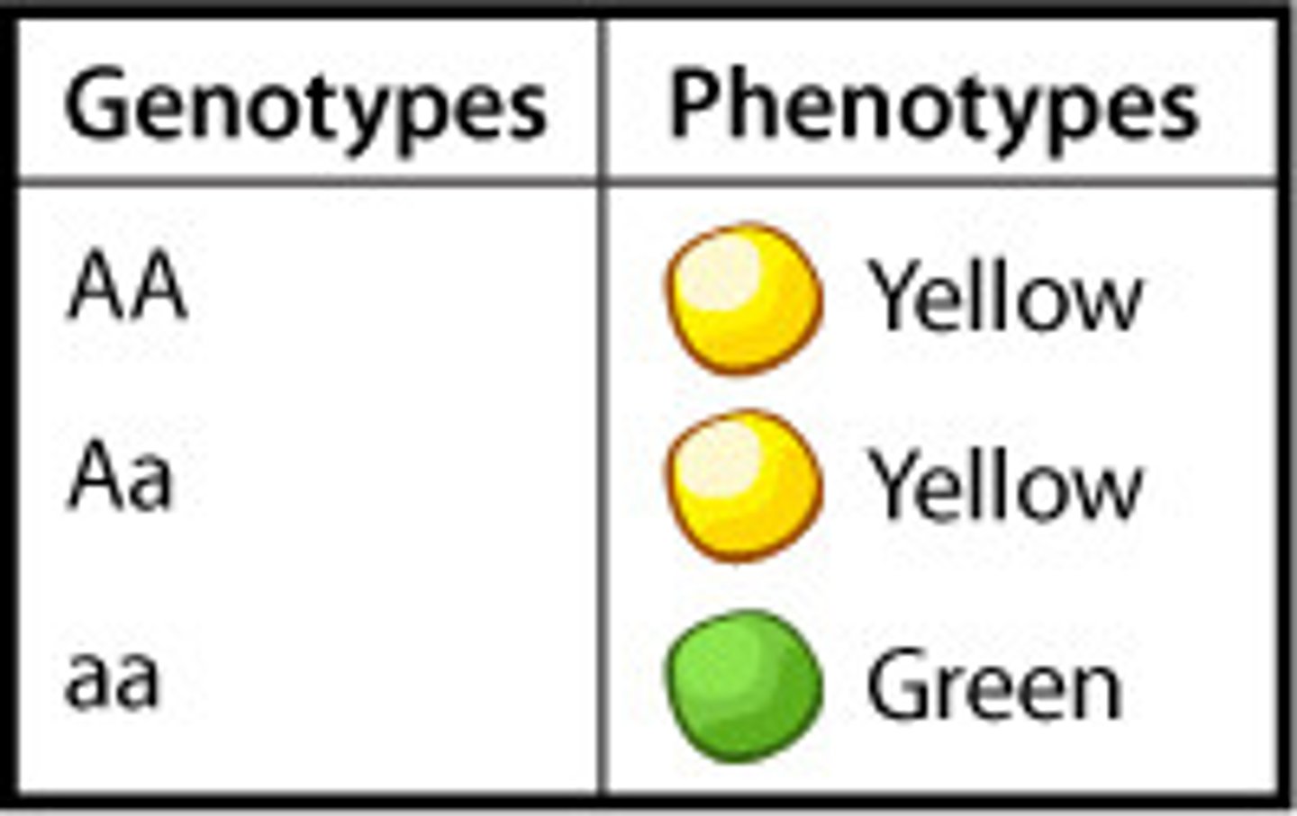 <p>The branch of genetics concerned with patterns and process of inheritance. Dominant and recessive genes in one generation determine their proportions in the next generation</p>