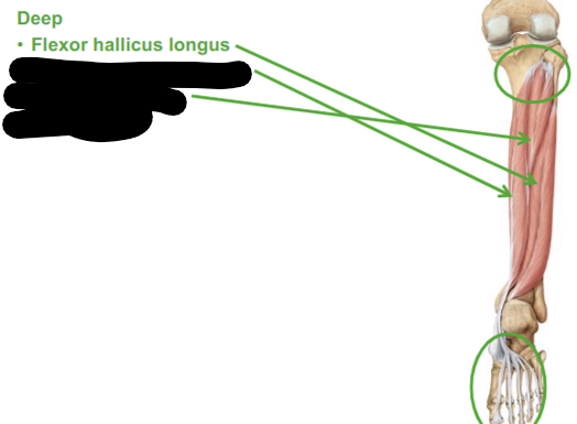 <p>Describe the Flexor hallicus longus </p>