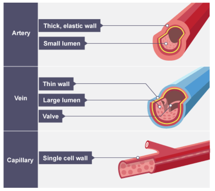 <p>Artery blood vessel </p>