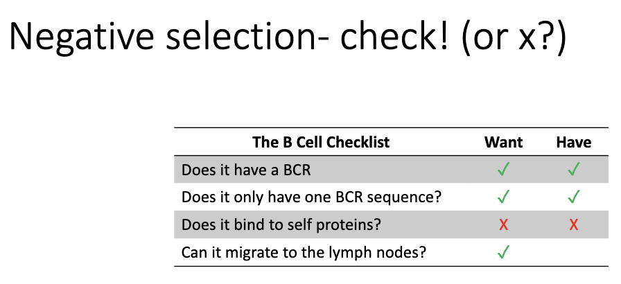 <ul><li><p>After dealing with self-reactivity, the final requirement is <strong>migration to lymph nodes</strong>.</p></li><li><p>Only cells that can leave the bone marrow and home to lymphoid tissues become <strong>full naïve B cells</strong>.</p></li></ul><p></p>