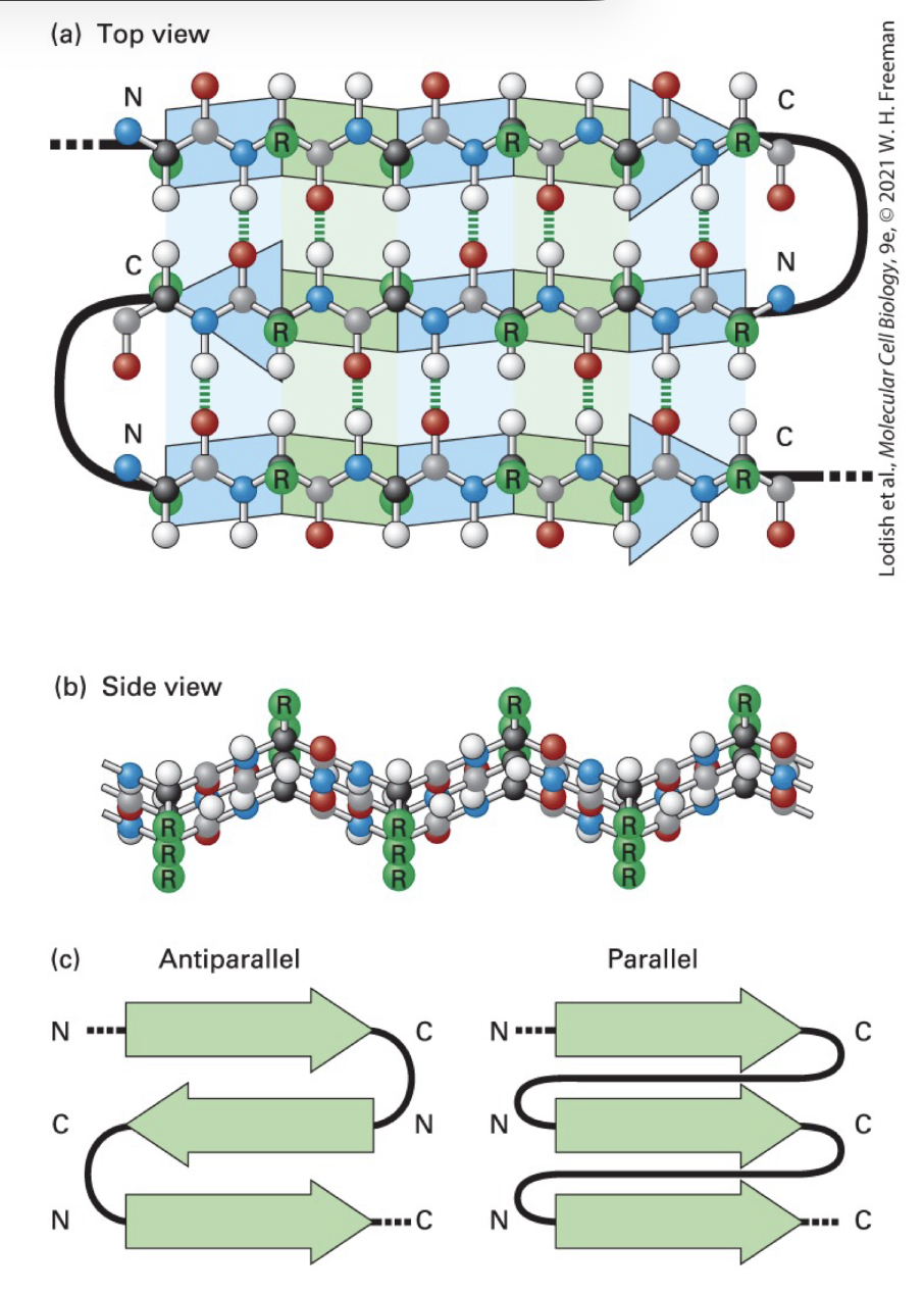 <p><strong>three stranded B sheet</strong>: antiparallel stands with connecting loops stabilized by H bonds btwn O and H atoms of AA on dif strands</p><p>a carbon bond angles prod pleated polypeptide backbone contour</p><p>alternative R groups project above and below plane of sheet</p><p><strong>parallel B strand sheet</strong>: same N-to-C strand orientations with connecting loops</p>