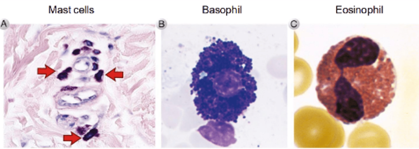 <p>they pre-store effector molecules in granules in the cytoplasm, so that they are ready to release when activated.</p>