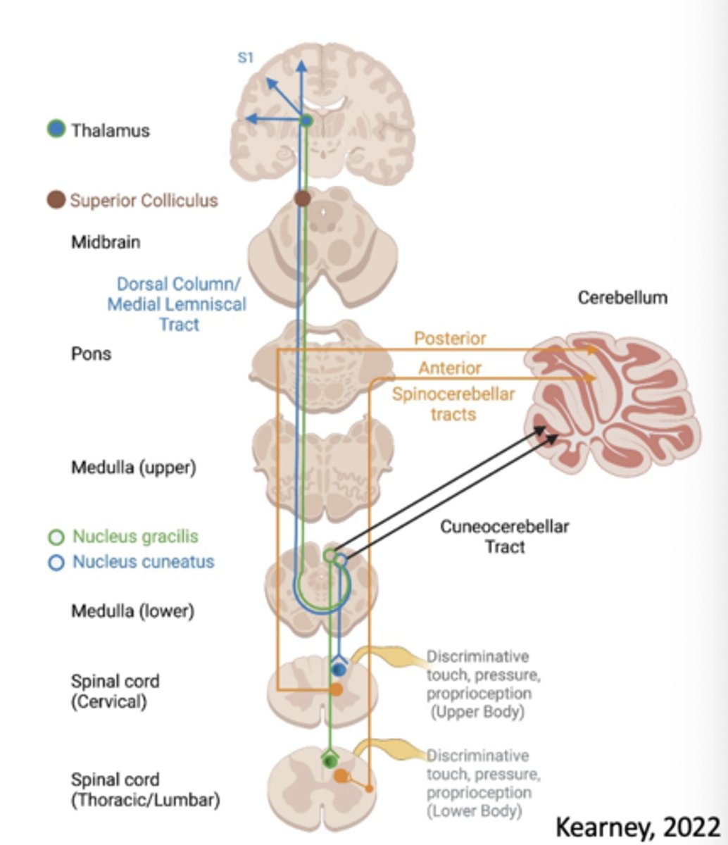 <p>somatosensory information from the periphery is constantly being sent to both the cerebellum and the primary somatosensory cortex</p>