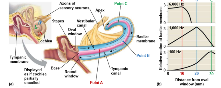 <ul><li><p>vibrations from the stapes → causes vibrations to the oval window on the surface of the cochlea</p></li><li><p>this creates pressure waves to the fluid inside the cochlea</p></li></ul><p></p>