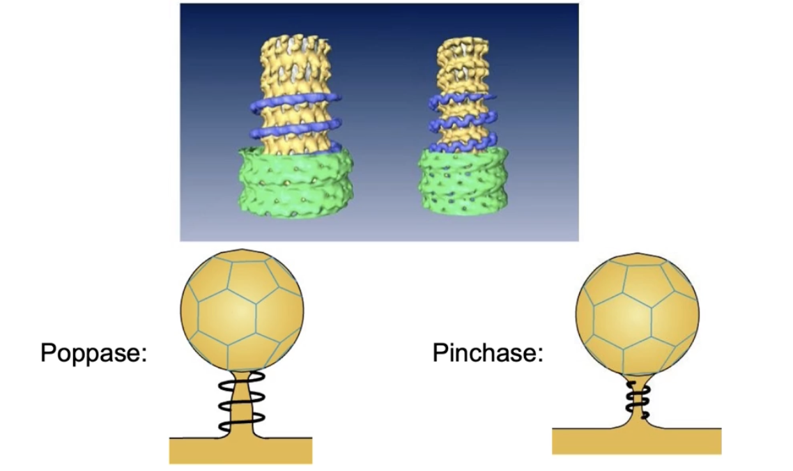 <ul><li><p><strong>Poppase model</strong>:</p><ul><li><p>Dynamin helices <strong>elongate</strong></p></li><li><p>This pushes the vesicle <strong>away</strong> from the membrane</p></li></ul></li><li><p><strong>Pinchase model</strong>:</p><ul><li><p>Dynamin helices <strong>constrict</strong> (tighten)</p></li><li><p>This <strong>squeezes</strong> the neck of the vesicle, causing release</p></li></ul></li></ul><p></p>