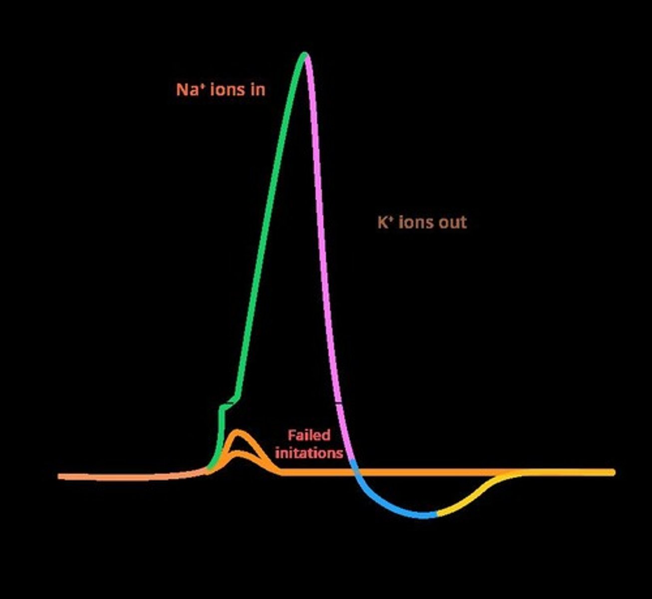 <p>All-or-nothing response of a neuron to a stimulus.</p>