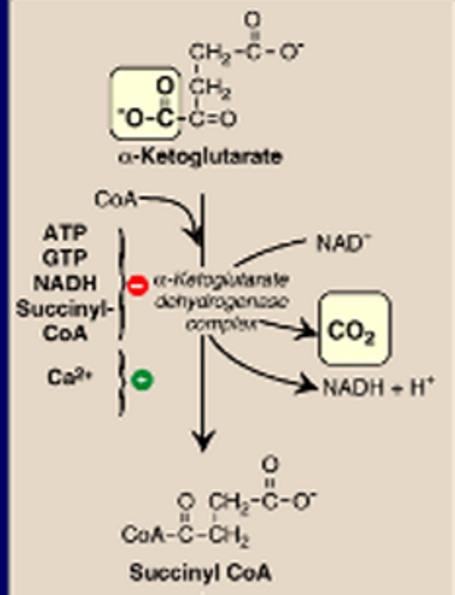 <p>-Acetyl CoA<br>-NAD+<br>-bound coenzymes (thiamine pyrophosphate, lipoate and FAD) and substrates (NAD+ and CoA)<br>-aKG dehydrogenase complex<br>FAD (succinate dehydrogenase)<br><br>aKG -> Succ CoA inhib by ATP, GTP, NADH, Succ CoA<br>stim by Ca2+</p>