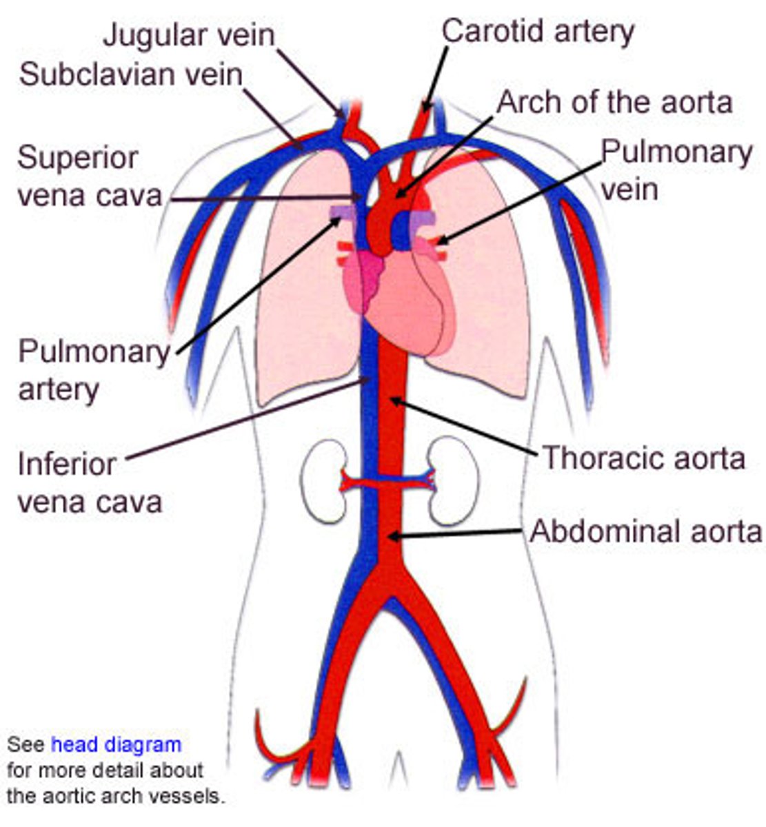 <p>group of organs that work together to perform a particular function for the organism.</p>