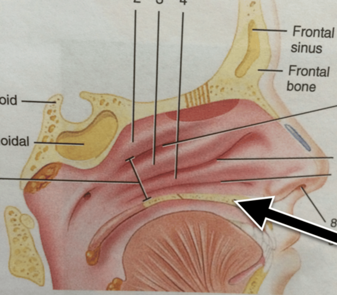 knowt flashcard image