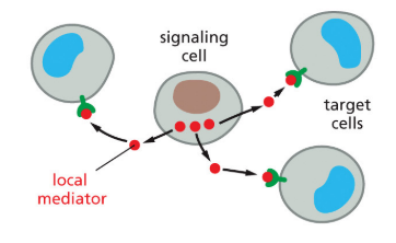 <p>signaling involves secreted factors with a limited range (signal within a localized region)</p>