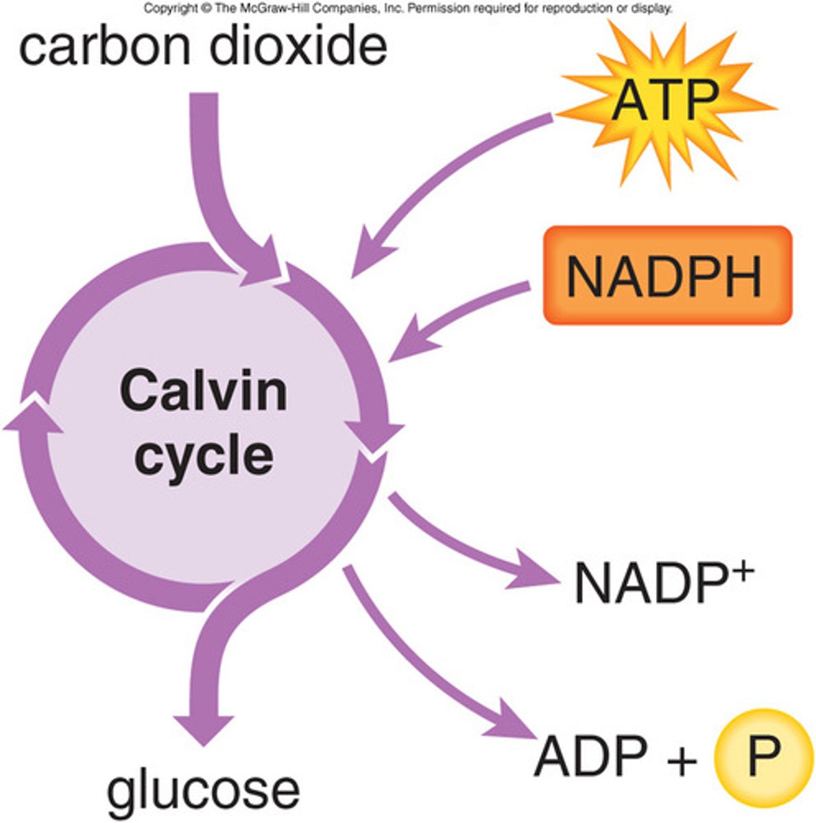 <p>reactions of photosynthesis in which energy from ATP and NADPH is used to build high-energy compounds such as sugars, occurs in stroma</p>