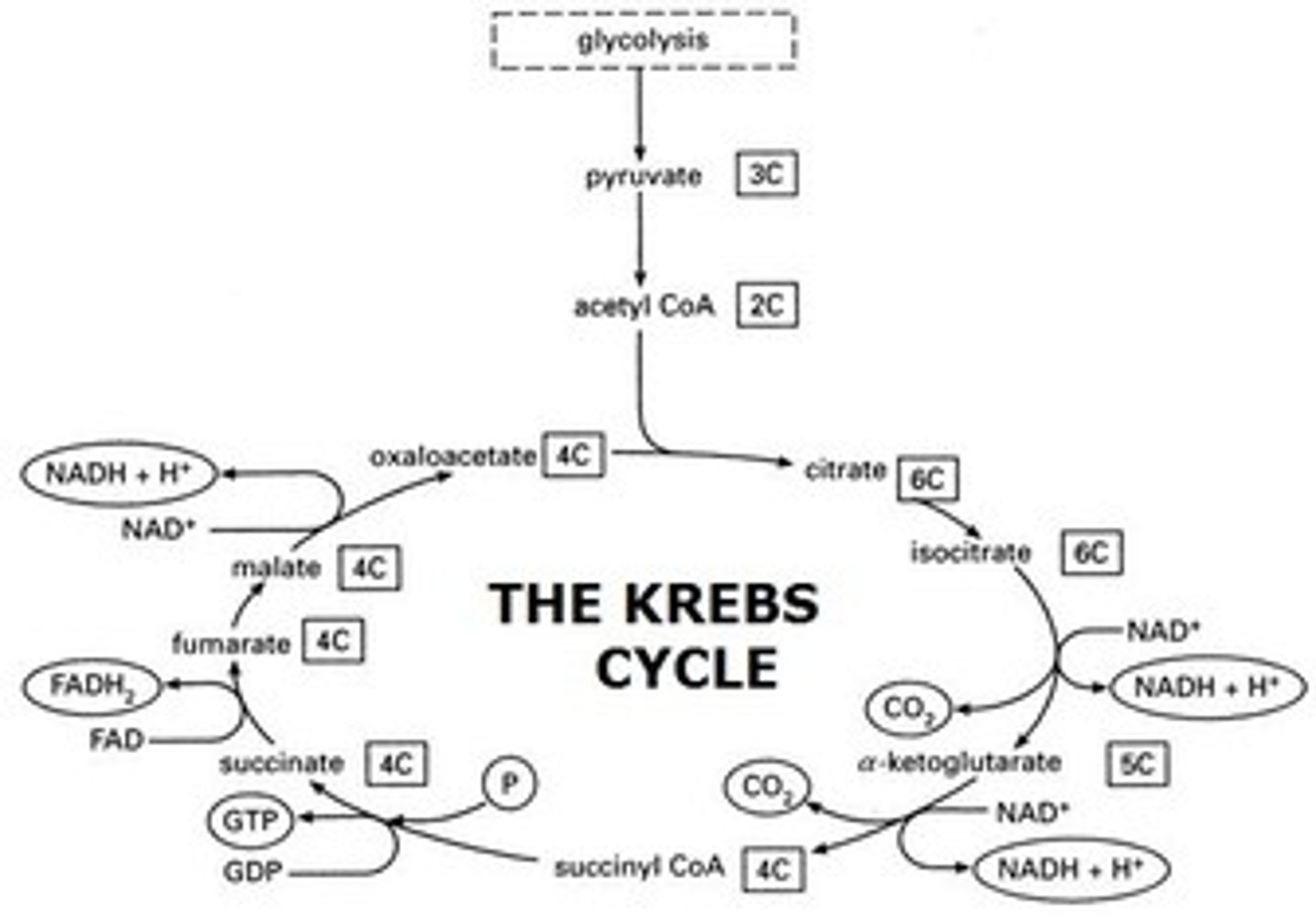 <p>The citric acid cycle will speed up since the alpha-ketoglutarate, a key substrate for the citric acid cycle, is now more available.</p><p>Struggling to memorize the metabolic pathways (such as glycolysis and beta-oxidation)? Learn them like the back of your hand using Andrew's Metabolic Pathways Mastery Course @ https://mcatselfprep.com/course/andrews-metabolic-pathways-mastery-course/</p>