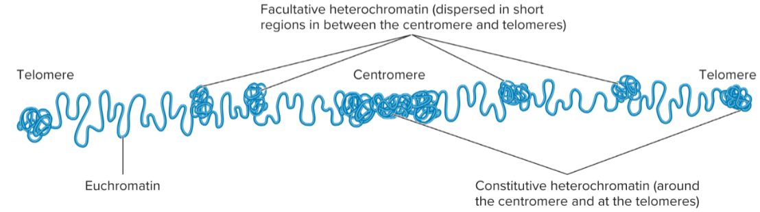 <p>Regions that can interconvert between euchromatin and heterochromatin</p>