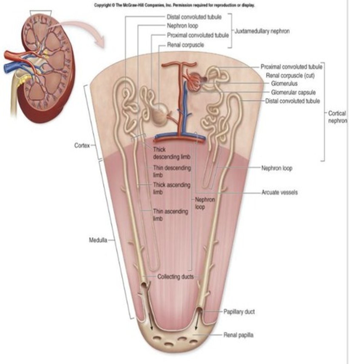 <p>Takes urine to the bladder.</p>
