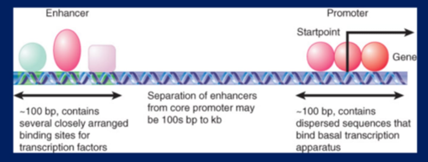 <p>-A short sequence of DNA that can inactivate expression of a gene in its vicinity</p><p>-A typical gene transcribed by RNA polymerase II has a promoter that extends upstream from the site where transcription is initiated</p>