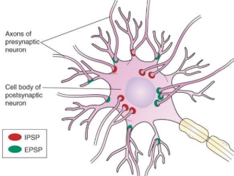 <p>In summation, what’s EPSP and IPSP</p>